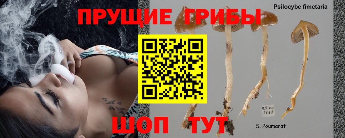 Галлюциногенные грибы Cubensis Коломна